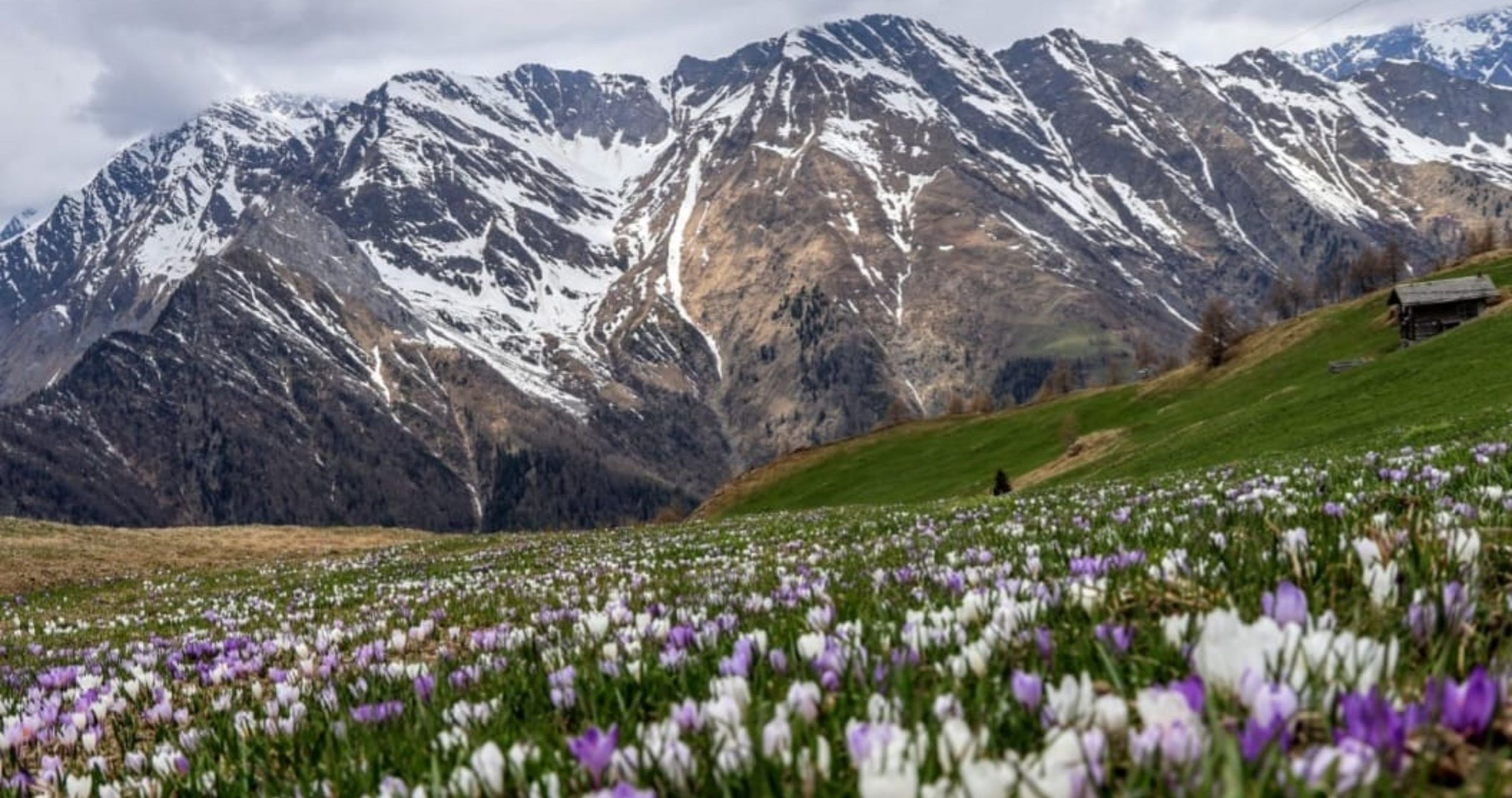 Frühling auf den Stuller Mahder